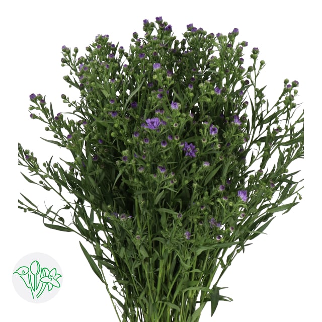 أستر – Aster Astee Dark Milka