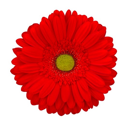 جربيرا – Gerbera Podcast