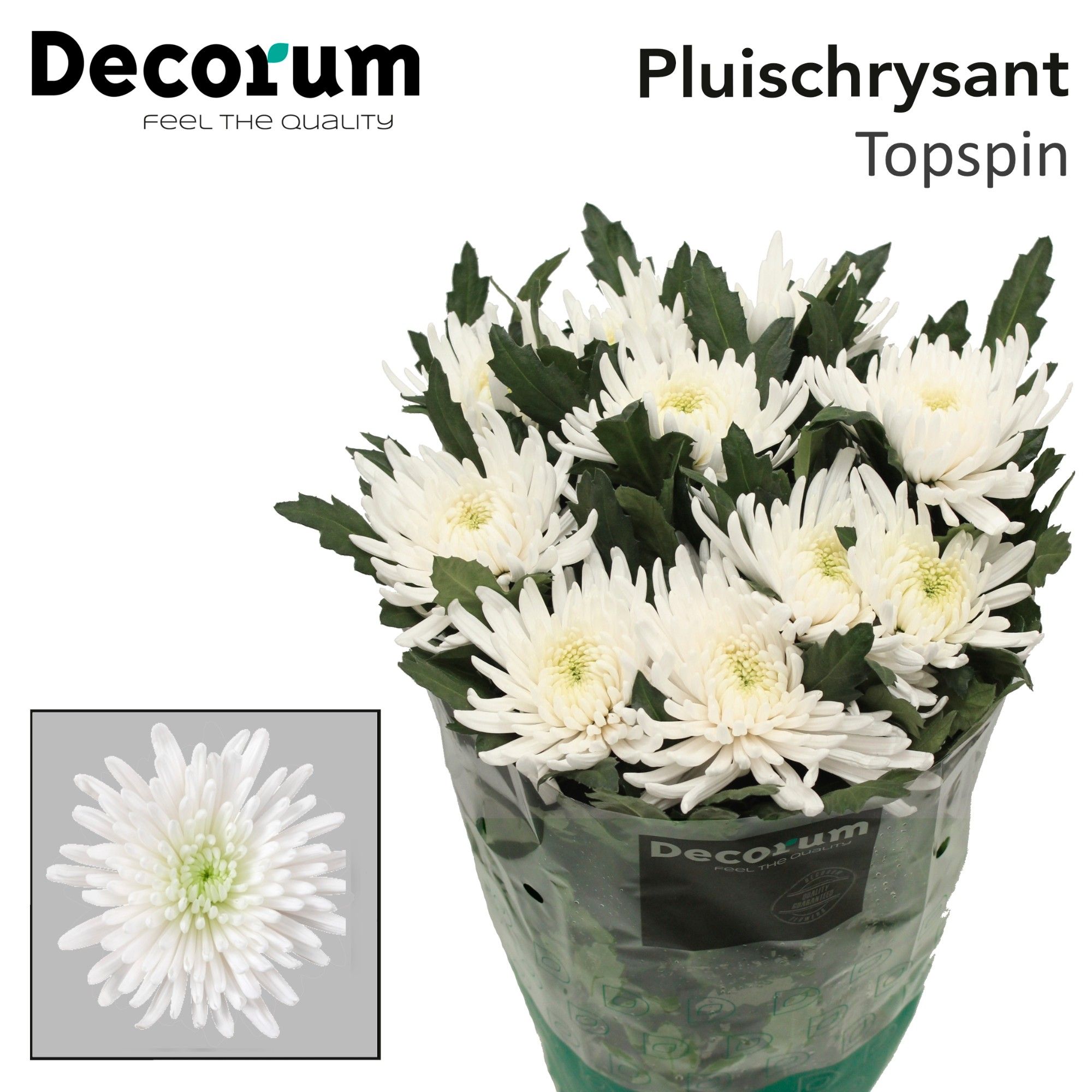 كريز مفرد – Chrysanthemum Single Topspin