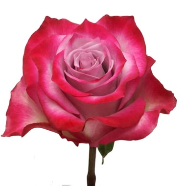 ورد جوري بنفسجي – Rose Deep Purple