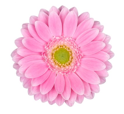 جربيرا ميني – Gerbera Mini Chloe