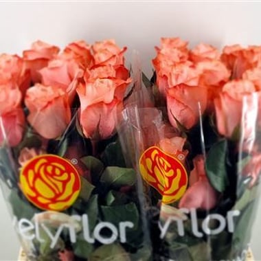 ورد جوري – Rose Be Sweet