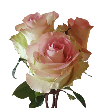 ورد جوري – Rose Swan