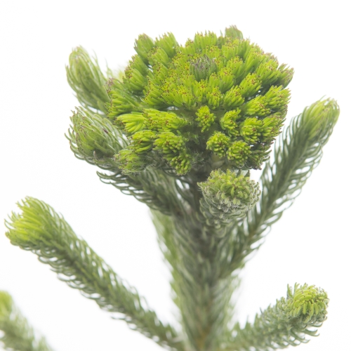برونيا أخضر – Brunia Albigreen