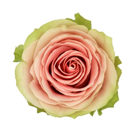 ورد جوري – Rose Frutteto