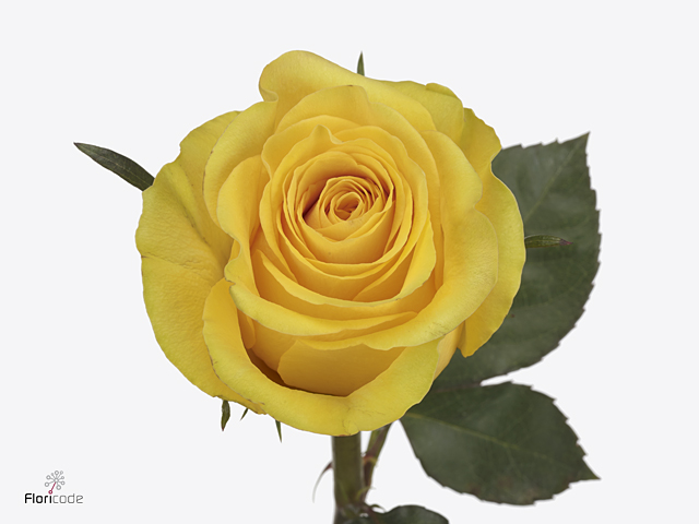 ورد جوري – Rose Brighton
