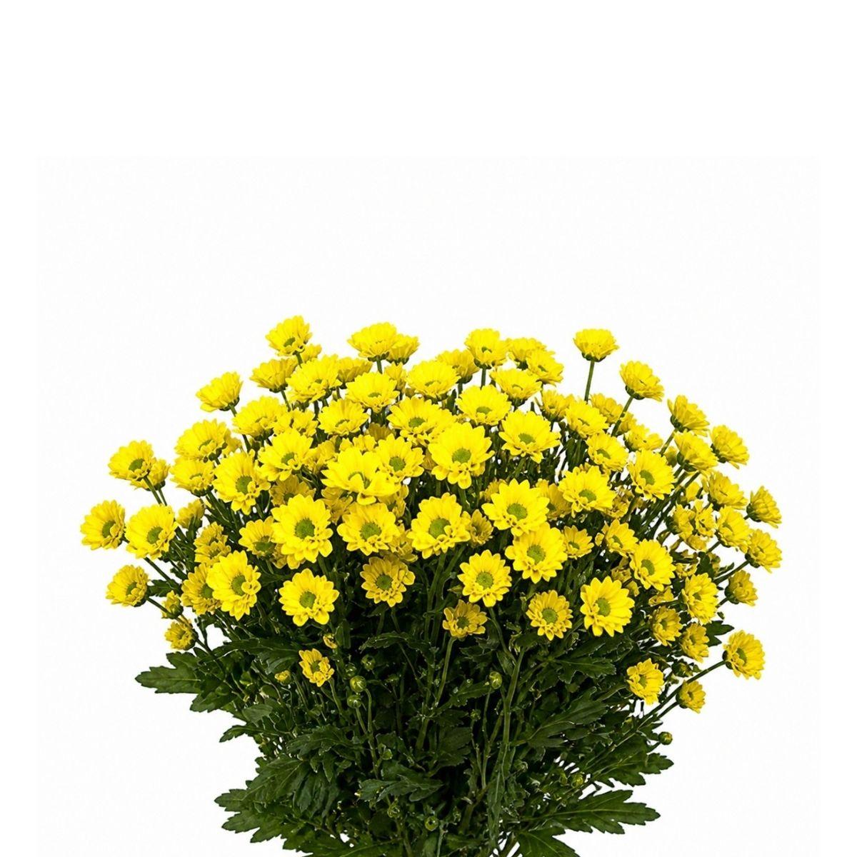 كريز سانتيني أصفر – Chrysanthemum Santini Rossi Yellow