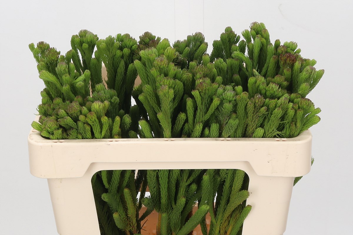 برونيا أخضر – Brunia Albigreen