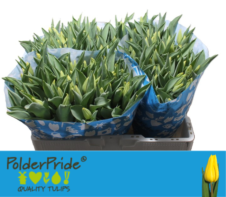 توليب أصفر – Tulip Strong Gold 34gr