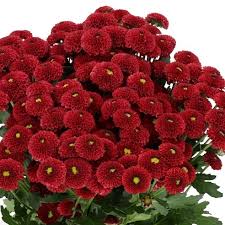 كريز سانتيني أحمر – Chrysanthemum Santini Purpetta Red