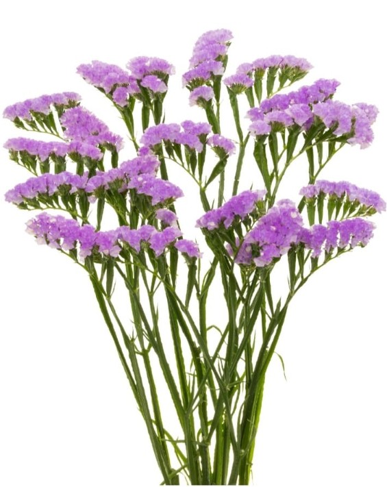 ستاتيس أزرق – Statice Sinuata Blue