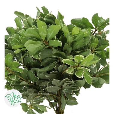 بيتوسبوروم – Pittosporum Tobira Ilan