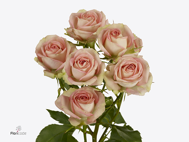 بيبي روز – Spray Rose Azore