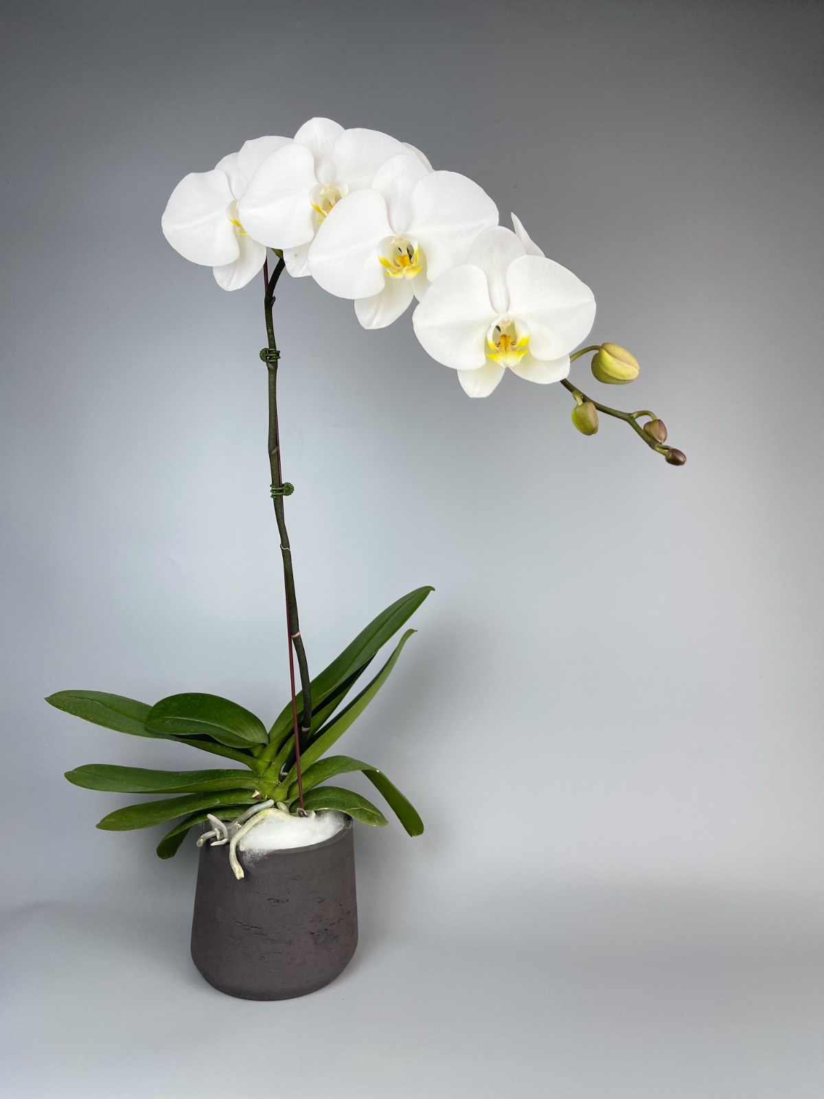 أوركيد فالينوبسيس (نبتة) أبيض – Phalaenopsis Plant White Single Stem