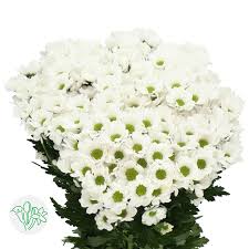 كريز سانتيني – Chrysanthemum Santini Bowie