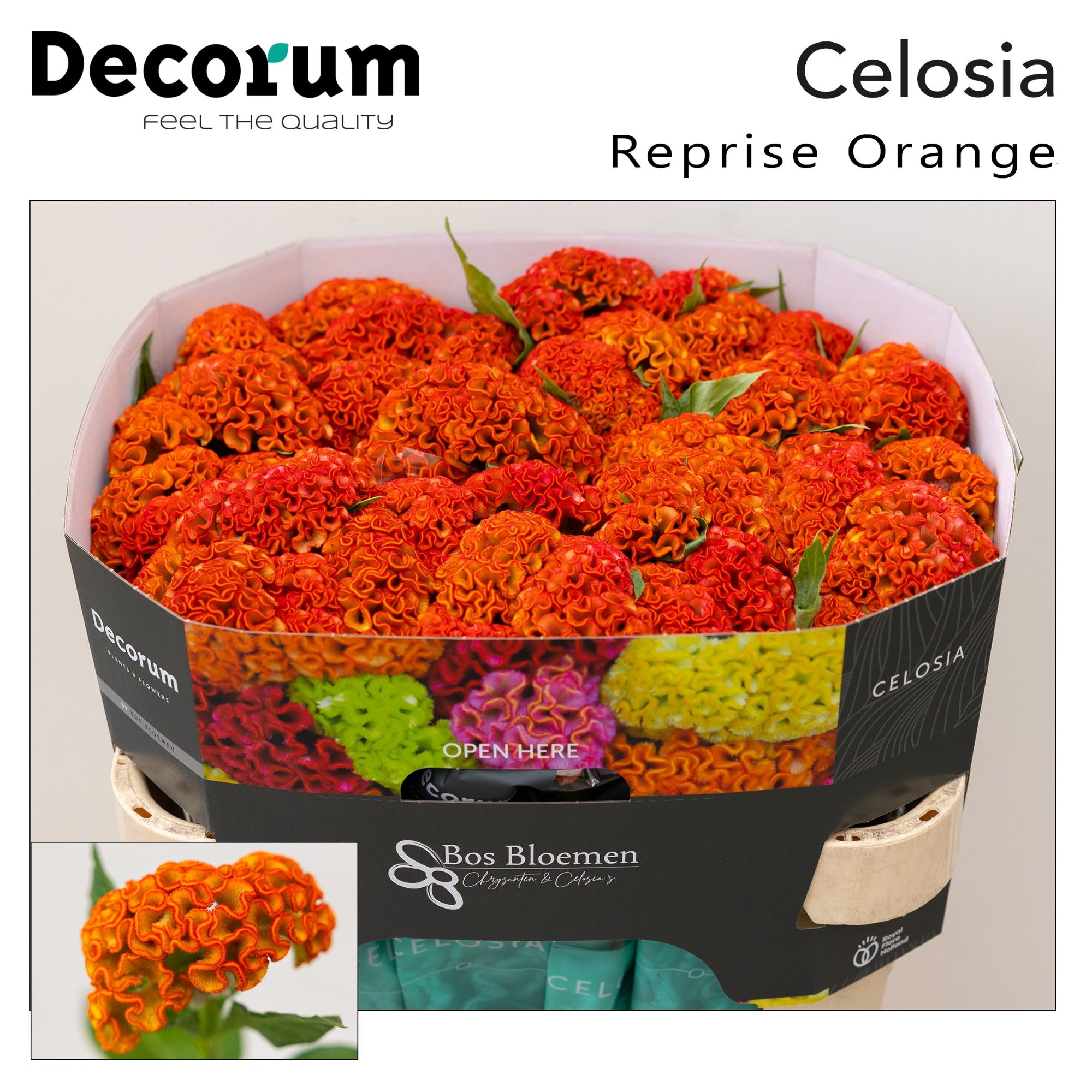 سيلوزيا برتقالي – Celosia Argentea Reprise Orange