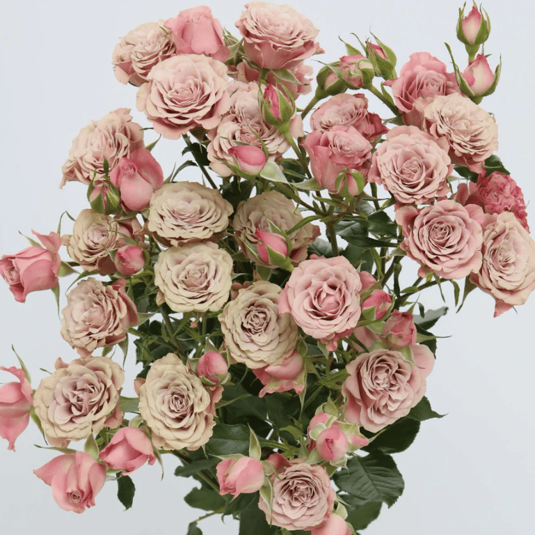 بيبي روز – Spray Rose Furusato