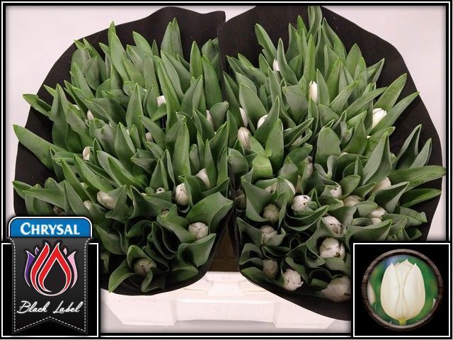توليب – Tulip Royal Virgin 36gr