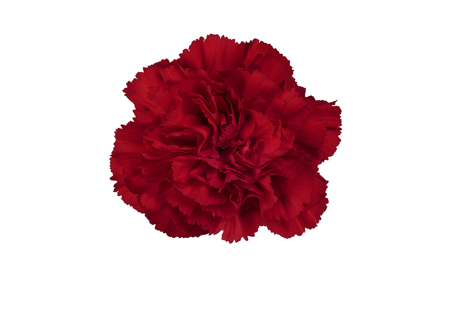 قرنفل – Carnation Don Pedro