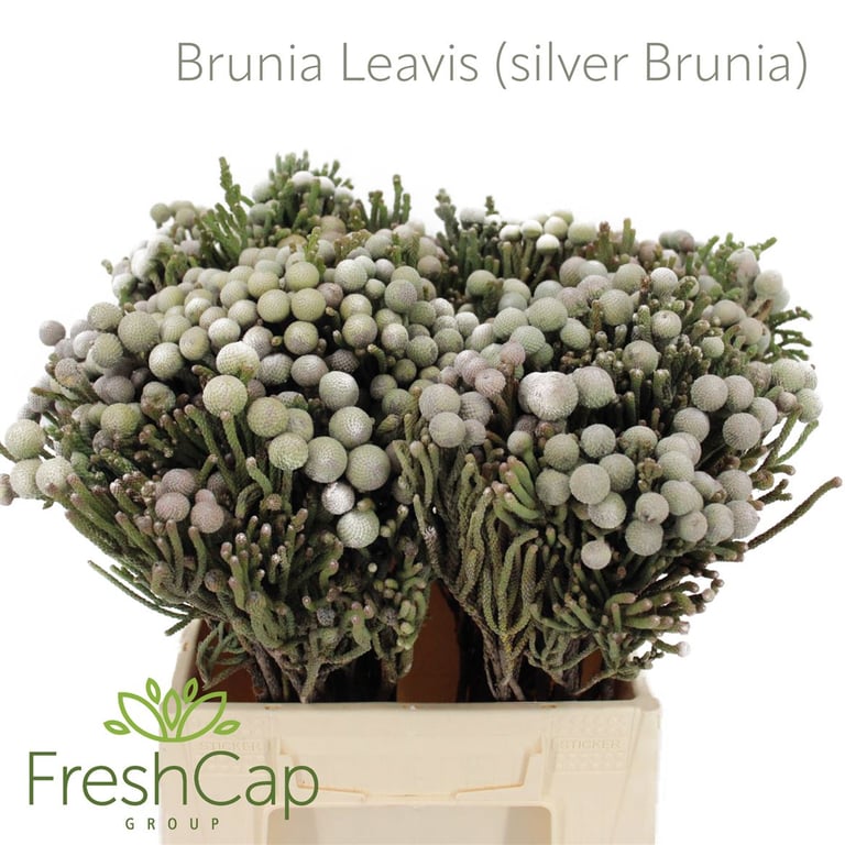برونيا – Brunia Laevis