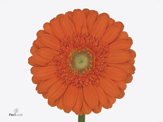 جربيرا ميني – Gerbera Mini Olivia