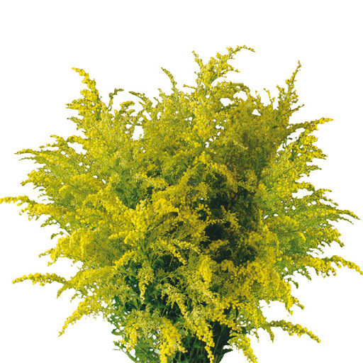 سوليداغو – Solidago Knock Out
