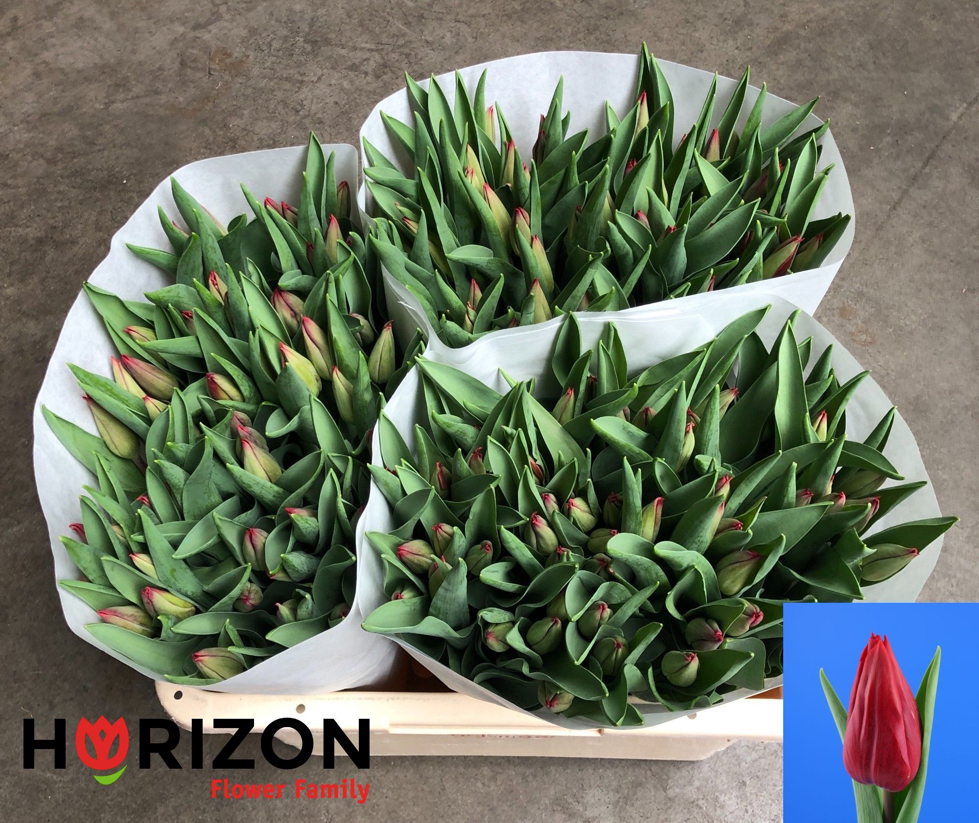 توليب أحمر – Tulip Red Gold 34gr