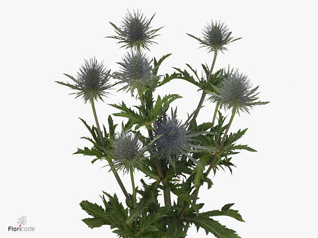 إيرينجيوم – Eryngium Magical Anita