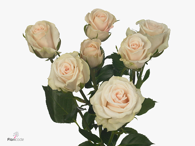 بيبي روز – Spray Rose Royal Porcelina