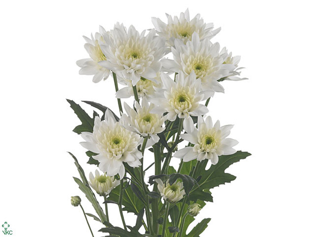 كريز سبراي – Chrysanthemum Spray Euro
