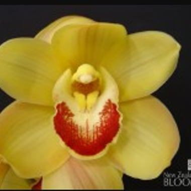 أوركيد سيمبيديوم أصفر – Cymbidium Caribbean Yellow