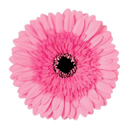 جربيرا – Gerbera Mozart