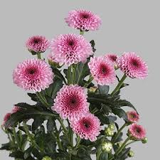 كريز سانتيني وردي – Chrysanthemum Santini Calimero Pink
