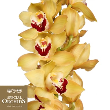 أوركيد سيمبيديوم – Cymbidium Gymer Cooksbridge
