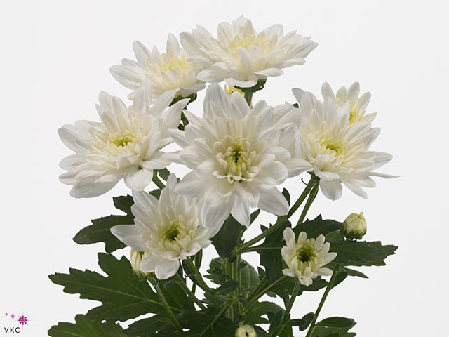 كريز سبراي – Chrysanthemum Spray Baltica