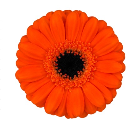 جربيرا ميني – Gerbera Mini Frisbee