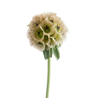 سكابيوزا – Scabiosa