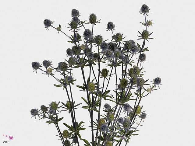 إيرينجيوم – Eryngium planum