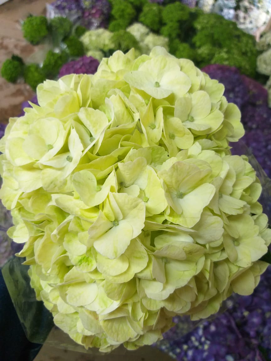 هدرنجا أصفر – Hydrangea Lemon