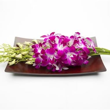 أوركيد دندروبيوم أحمر – Dendrobium Red Sonia - M