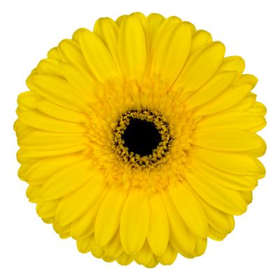 جربيرا – Gerbera Westeros