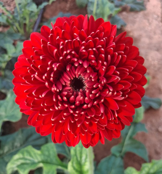 جربيرا ميني – Gerbera Mini Sunsun