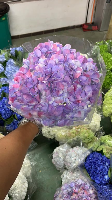 هدرنجا ليلكي – Hydrangea Lilac Premium