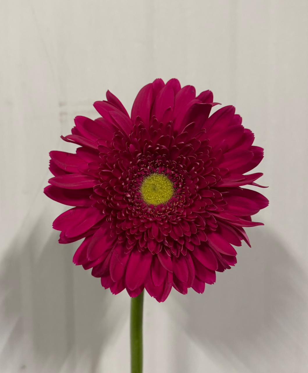 جربيرا – Gerbera Liberty