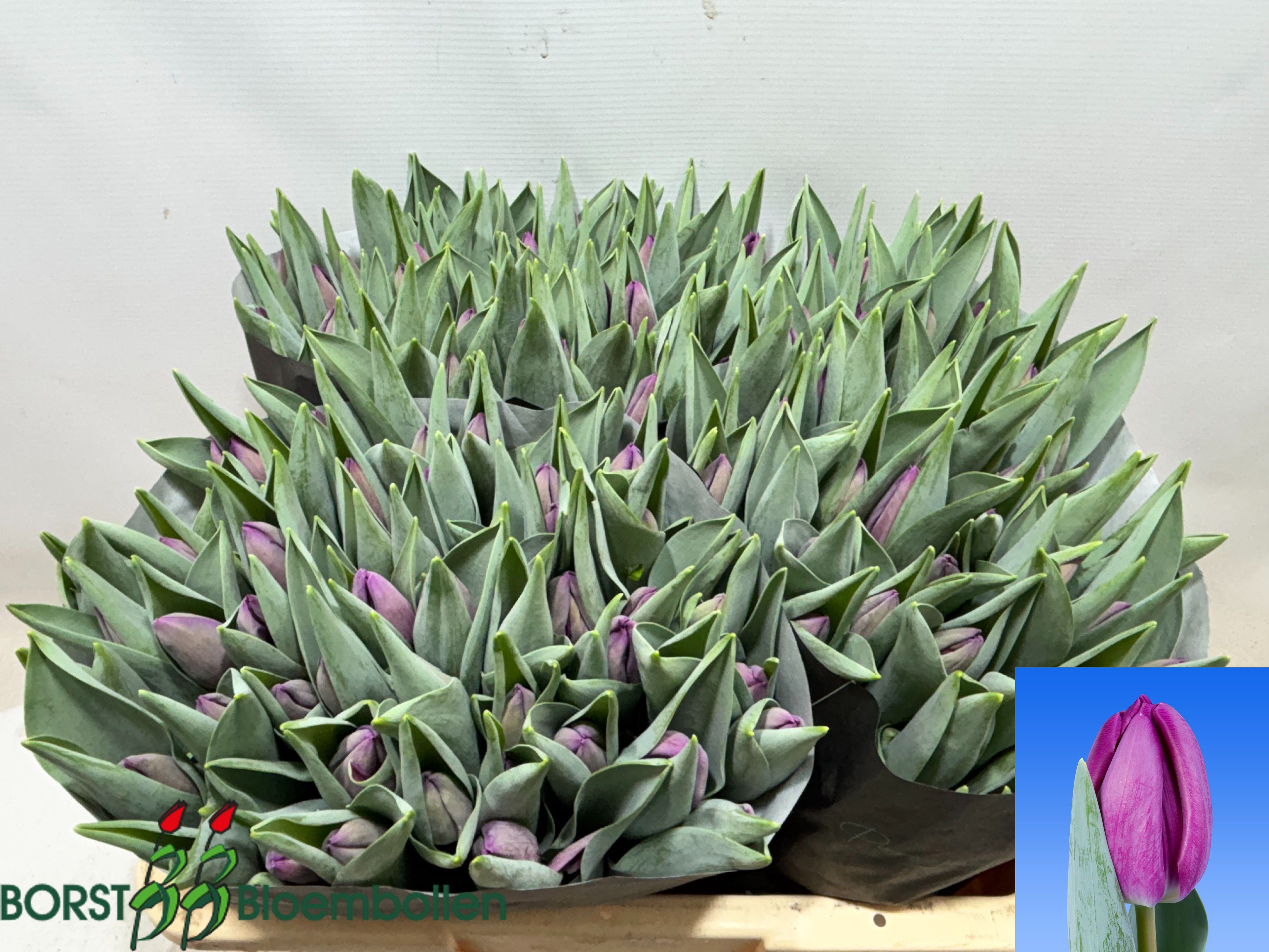 توليب – Tulip Bullit 38gr