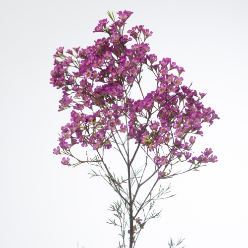 شمع الزهر – Chamelaucium Uncinatum Ariel