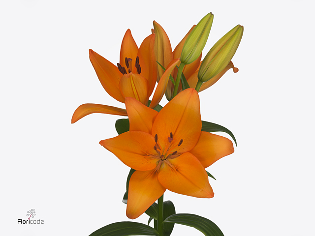 ليليوم – Lily LA Herenica