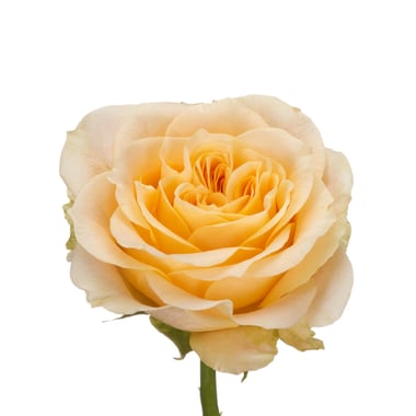 جوري حدائق – Garden Rose Turtle