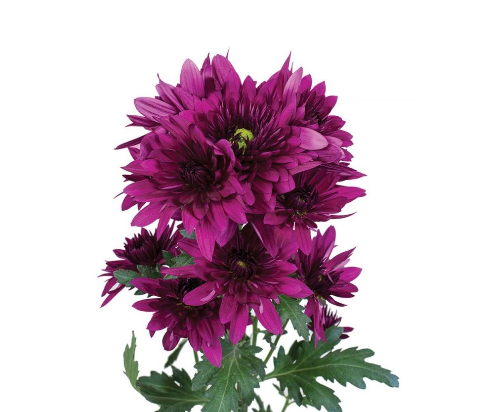 كريز سبراي بنفسجي – Chrysanthemum Spray Podolesk Purple