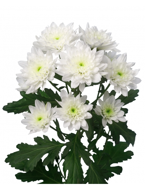 كريز سبراي – Chrysanthemum Spray Zehnya